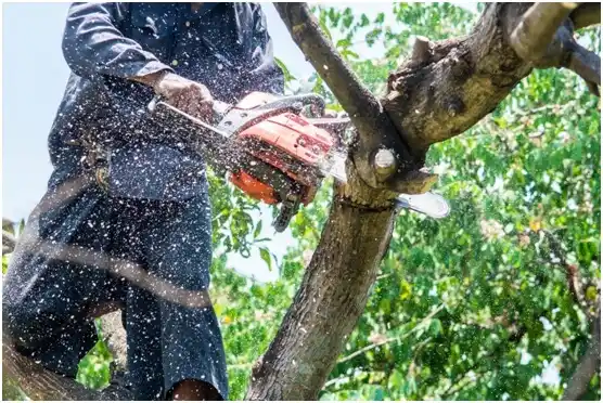 tree services Mosheim